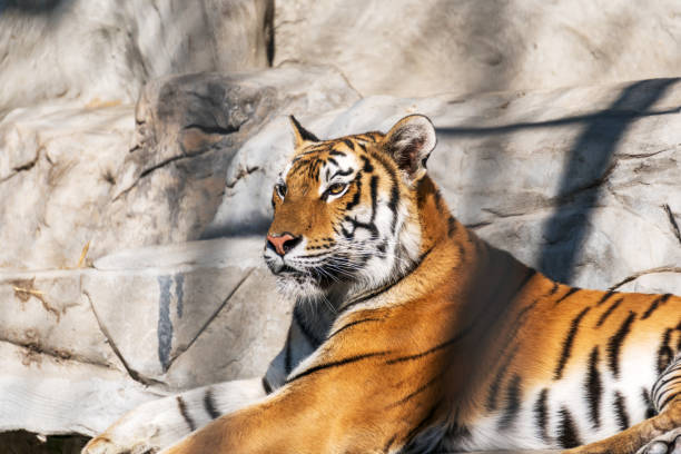 istock Young Siberian tiger, otherwise known as the Amur Tiger. 910581998