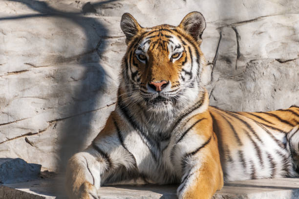 istock Young Siberian tiger, otherwise known as the Amur Tiger. 910582002
