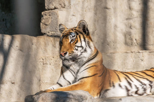 istock Young Siberian tiger, otherwise known as the Amur Tiger. 910582116