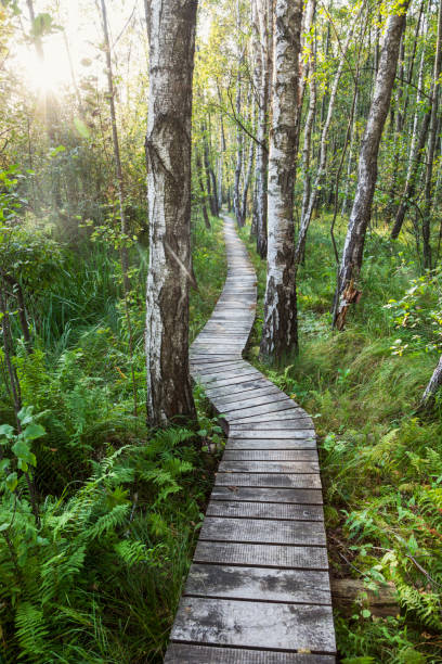 istock Poleski National Park in Poland 910584844