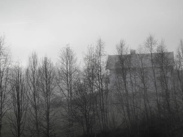 Two pedestrians walk along a suburban sidewalk lined with trees on a foggy day.