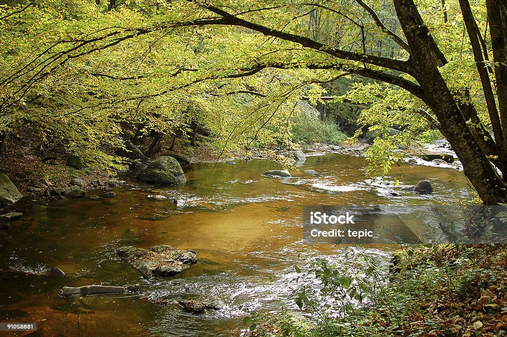 Rio na Áustria - Foto de stock de Bosque - Floresta royalty-free