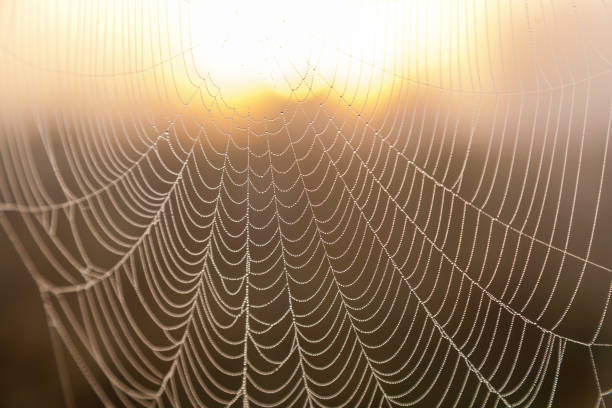 istock Spider web in the background of the sun 910589488