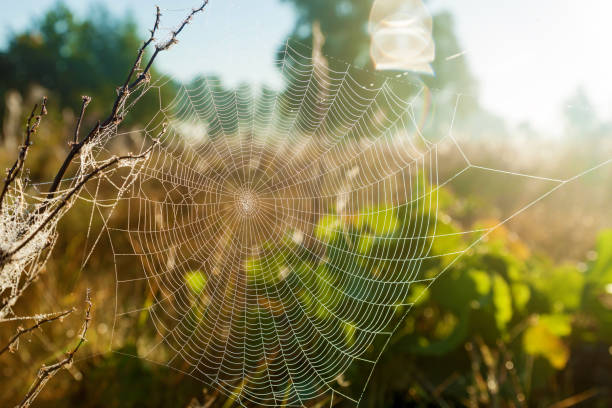 istock Spider web in the background of the sun 910589636
