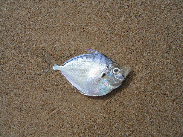 A dead fish lies on the sandy beach, surrounded by grains of sand, highlighting the impact of pollution on marine life.