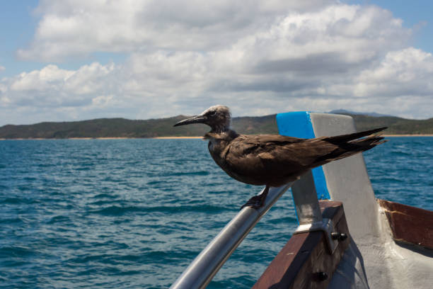 Juvenile Brown Noddy Bird (Anous stolidus) perching in a boat, Madagascar Juvenile Brown Noddy Bird (Anous stolidus) perching in a boat, Madagascar brown noddy stock pictures, royalty-free photos & images