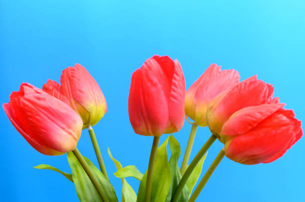 istock Brightly red tulips in a bouquet on a blue background. 910593336