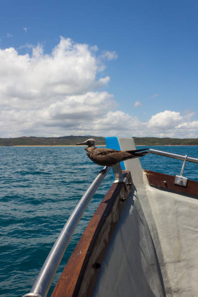 Juvenile Brown Noddy Bird (Anous stolidus) perching in a boat, Madagascar Juvenile Brown Noddy Bird (Anous stolidus) perching in a boat, Madagascar brown noddy stock pictures, royalty-free photos & images