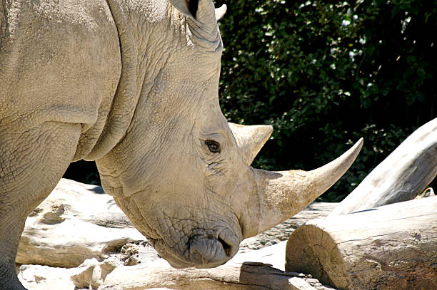 Close up of a rhino stock photo