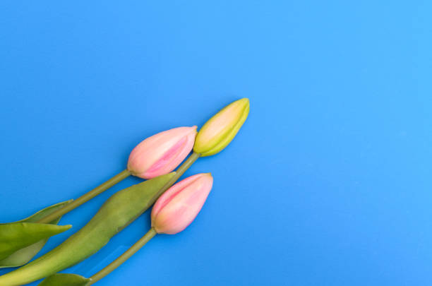 istock Buds of unopened tulips on a blue background. 910596078