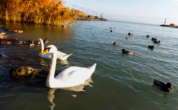 Swans at Lake Balaton, Hungary ( Badacsony )