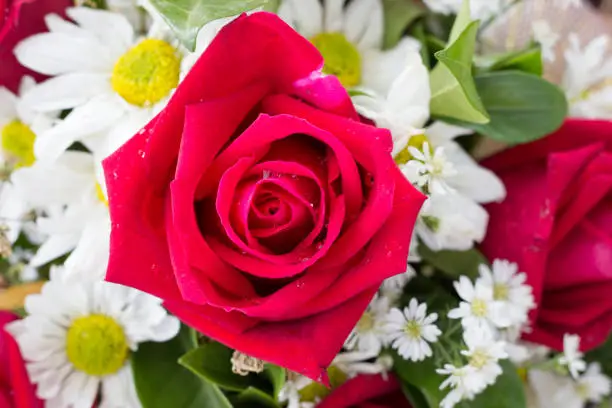 Red rose for Valentine,Close-up rose,Bouquet of red rose,Flowers show love,Bouquet of red flower and white flower