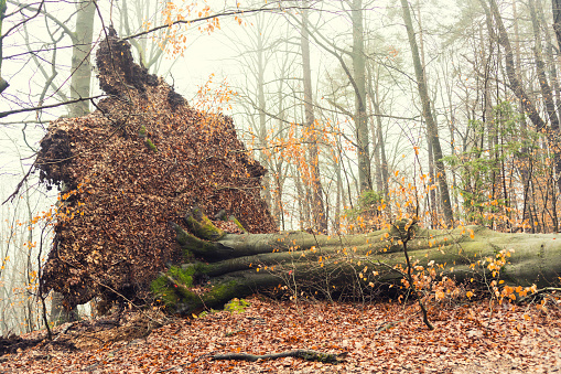Large fallen tree, beech, after the hurricane in autumn forest.