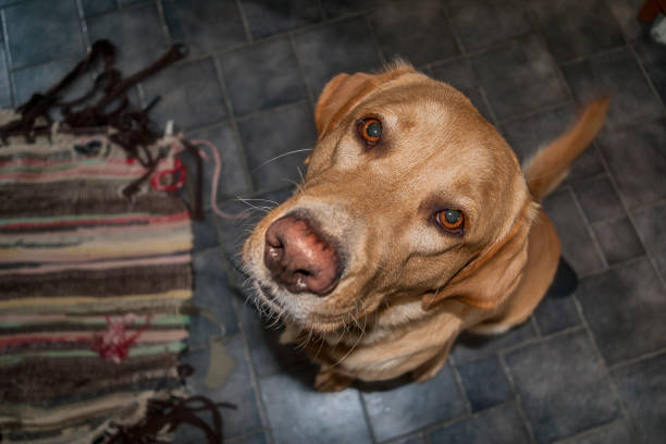 Puppy playing at home