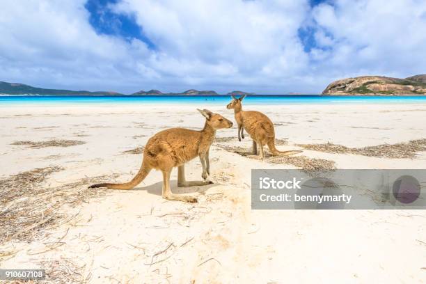 Kängurus Im Lucky Bay Stockfoto und mehr Bilder von Australien - Australien, Strand, Bucht