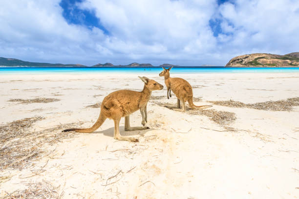 kangaroos at Lucky Bay