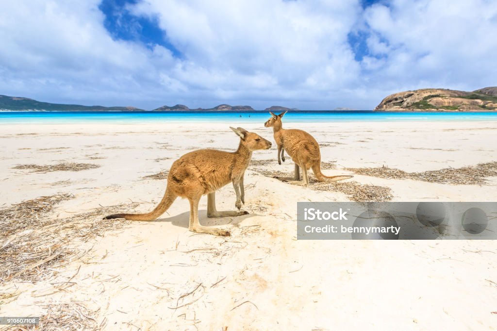 kangaroos at Lucky Bay kangaroos standing at Lucky Bay in Cape Le Grand National Park, near Esperance in Western Australia. Lucky Bay is one of Australia's most well-known beaches known for pristine white sand and kangaroos Australia Stock Photo