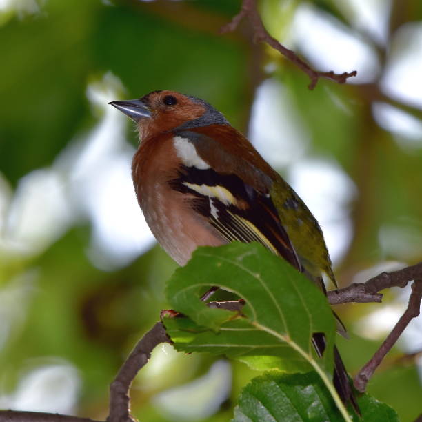 common chaffinch bird Fringilla coelebs common chaffinch bird Fringilla coelebs,Czech republic male common chaffinch bird fringilla coelebs stock pictures, royalty-free photos & images