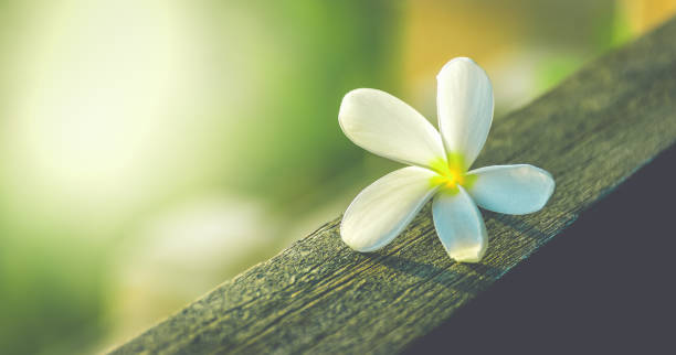 Tropical Plumeria Frangipani flower background.