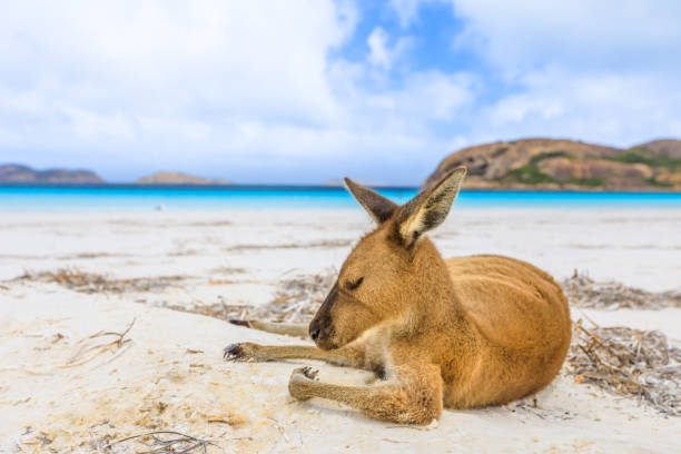 kangaroo on white sand Close-up of kangaroo on white sand of Lucky Bay in Cape Le Grand National Park, near Esperance in WA. Lucky Bay is one of Australia's most well-known beaches. On blurred background the turquoise water cape le grand national park stock pictures, royalty-free photos & images