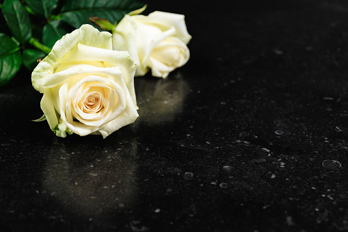 Two white roses isolated on dark background. Space for text on the right side. Sympathy or condolences card background. Image can also be used for wedding invitation or valentines day.