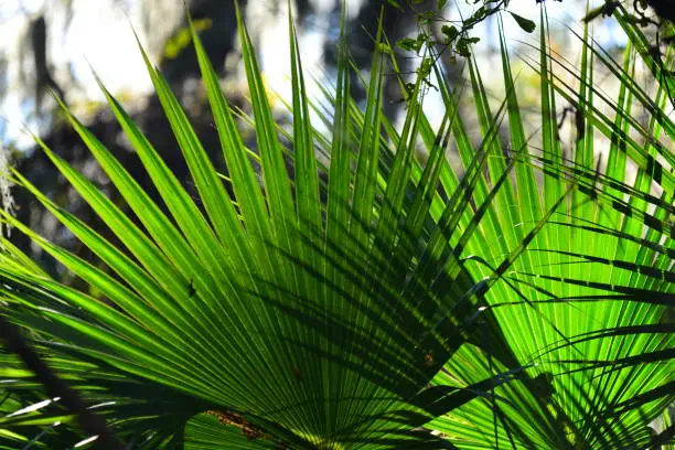 Pair of brightly back lit Cabbage Palm fronds with one casting it's shadow on the other. Photo taken at Payne's Prairie Preserve State Park in Gainesville, Florida. Nikon D750 with 200mm macro lens.