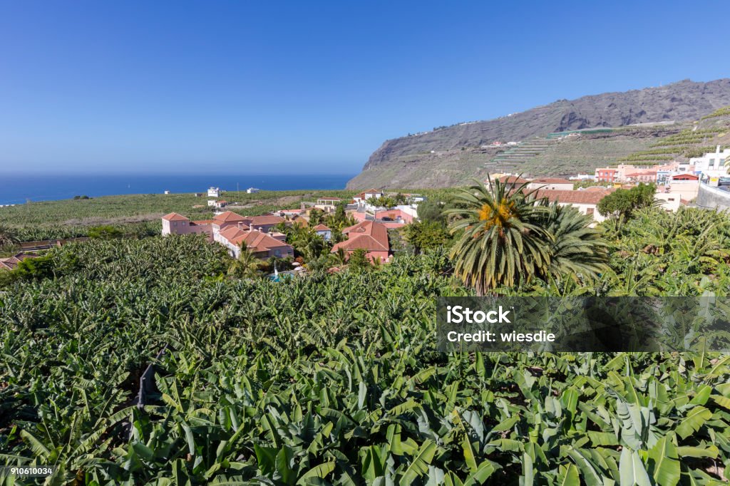 Banana plantation in Tazacorte on the Canary Island of La Palma Banana Stock Photo