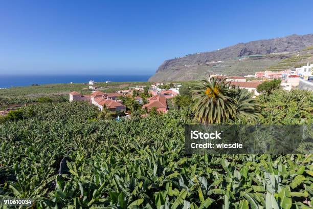 Banana Plantation In Tazacorte On The Canary Island Of La Palma Stock Photo - Download Image Now