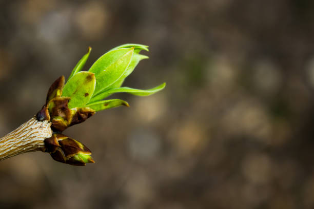 istock The arrival of spring. Green buds on a spring tree 910610284