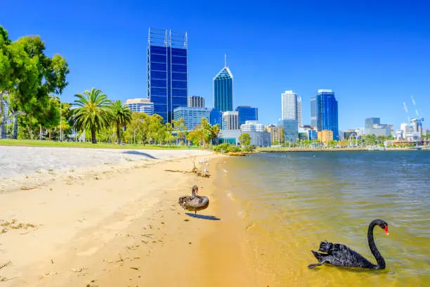 Two Black Swans on Swan River: one on shoreline, one floating in the water. Perth cityscape with its modern skyscrapers on background, Western Australia.