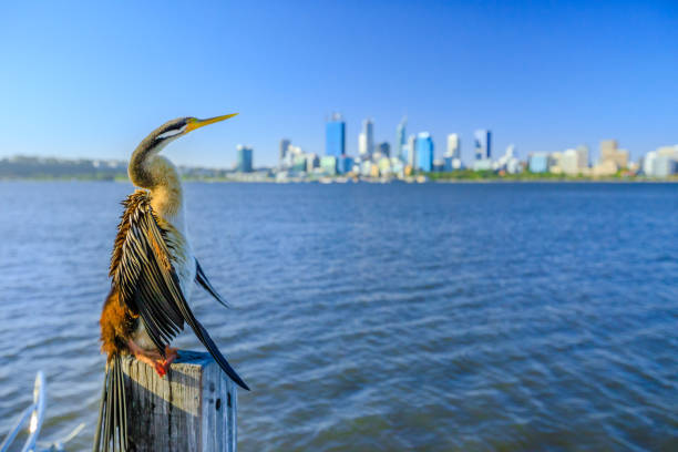 パースのスカイラインでダーツを投げる人 - wildlife australia wing cityscape ストックフォトと画像