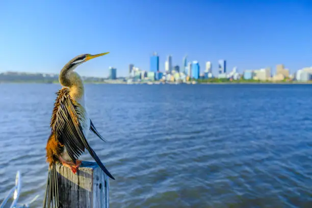 Closeup of Australian darter on a wooden pillar drying its wings on the Swan River in Perth, Western Australia. Perth city skyline on blurred background.