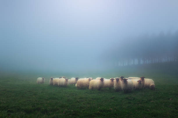 troupeau de brebis latxa - gardien de moutons photos et images de collection