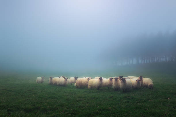 flock of latxa sheep flock of latxa sheep shepherd stock pictures, royalty-free photos & images