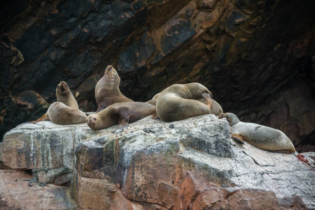 istock South American sea lions 910615848