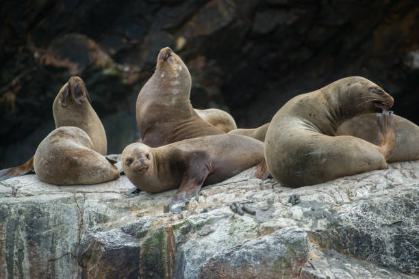 istock South American sea lions 910615916