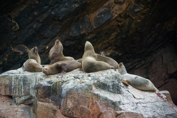 istock South American sea lions 910615922