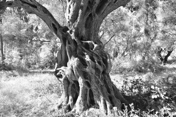 istock Detail of old olive tree 910616284