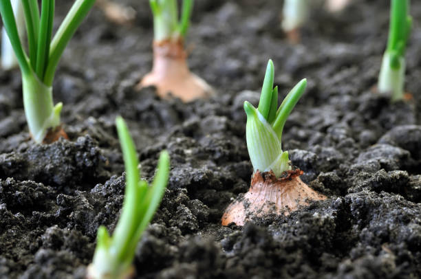 gros plan de plantation croissante d’oignon - plante cultivée photos et images de collection