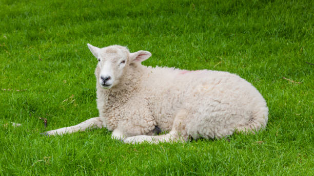 istock A Sheep in the Yorkshire Dales. 910616898