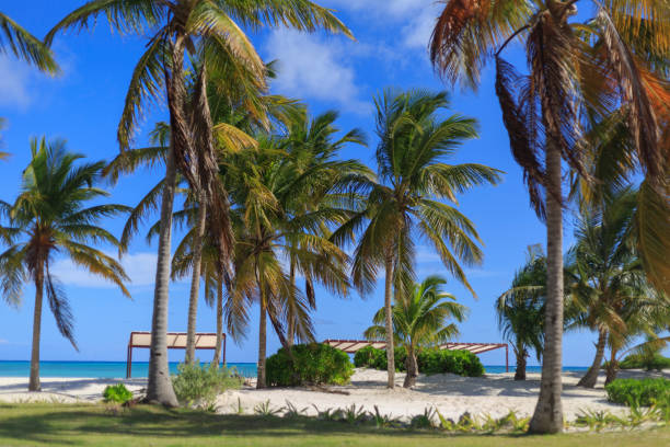 istock White sand beach with pulms in the Dominican Republic 910619060