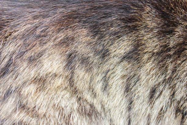 istock Striped cat fur closeup 910621314