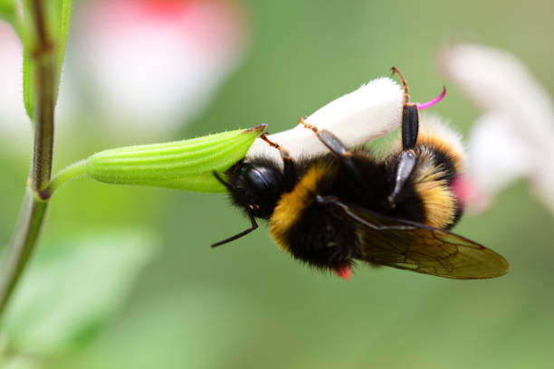 istock Bumble bee pollinating a salvia flower 910630532
