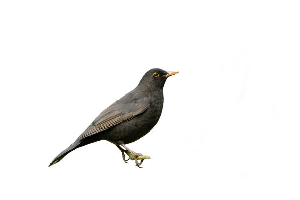 istock Male Blackbird (Turdus merula) 910630750