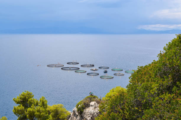 istock The Fish Farms. 910633252