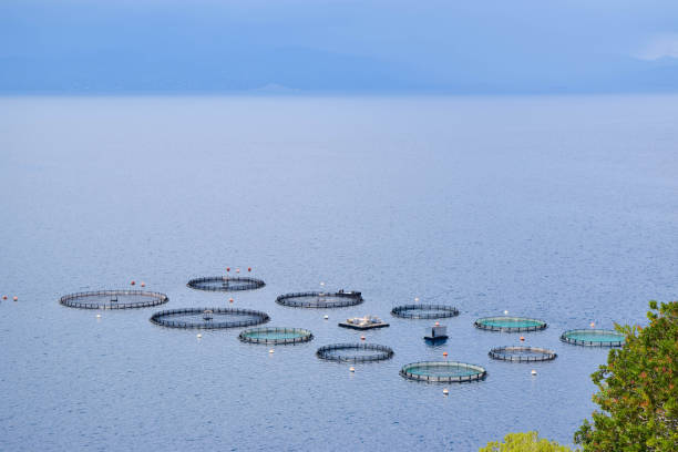 istock The Fish Farms. 910633254