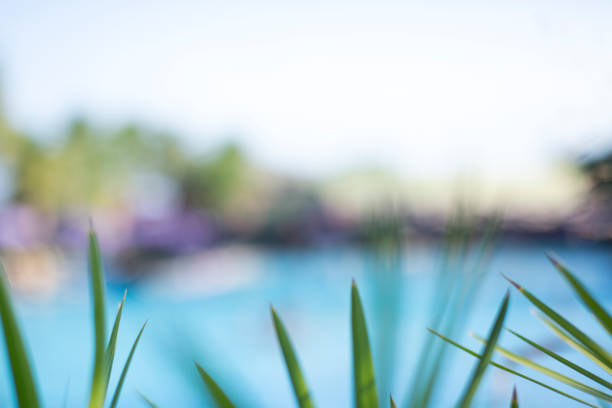 Tropical swimming pool defocused abstract background