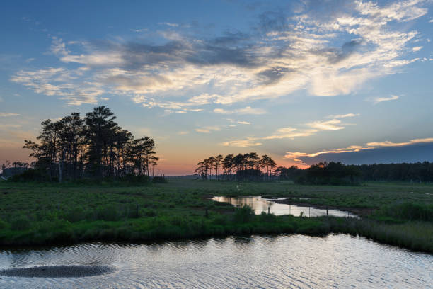 istock Pine Trees in Field with Ponds and Colorful Sky at Sunset 910636452
