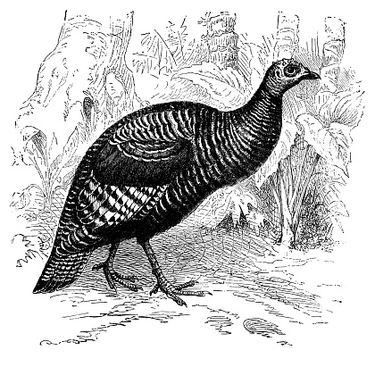 Ocellated turkey - Scanned 1885 Engraving