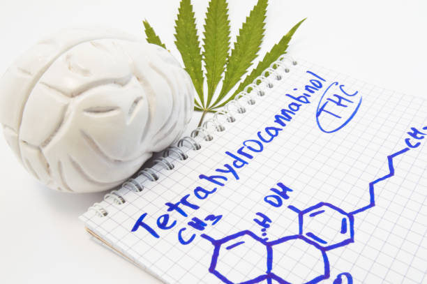 Effects and action of tetrahydrocannabinol (THC) on human brain. Anatomical model of brain is near leaf of hemp and notepad inscribed with title tetrahydrocannabinol and drawn it chemical formula Effects and action of tetrahydrocannabinol (THC) on human brain. Anatomical model of brain is near leaf of hemp and notepad inscribed with title tetrahydrocannabinol and drawn it chemical formula cannabinoid stock pictures, royalty-free photos & images